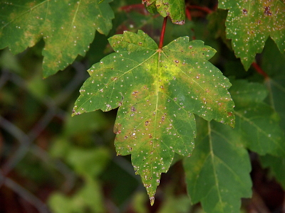 [A close view of one green leaf, which has many white spots on it, and the red-brown stem from which it hangs at the top. The veins of the leaf radiate from the stem to the outer edges of the leaf.]